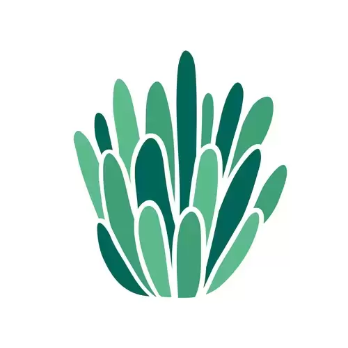 Succulents Illustration Material