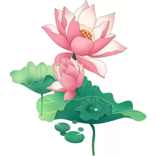 Pink Lotus Illustration Material