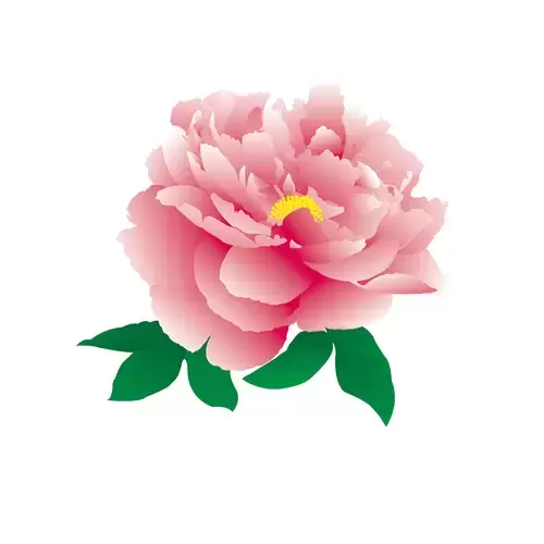 Pink peony Illustration Material