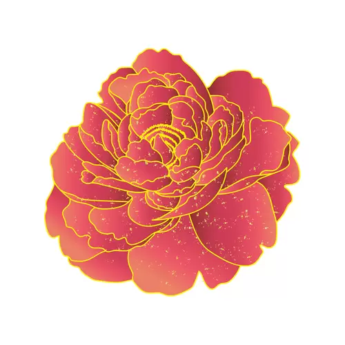 Peony Illustration Material