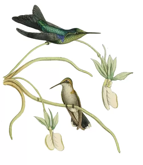 flowers and birds Illustration Material