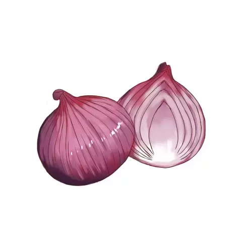 Vegetable,Onion Illustration Material