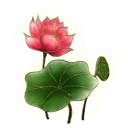 Lotus Illustration Material