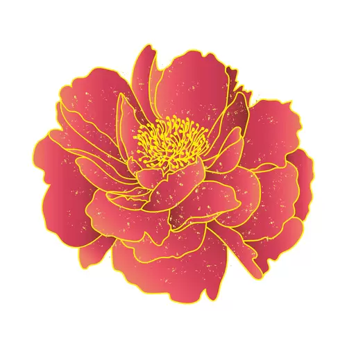 Peony Illustration Material