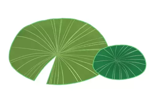 Lotus Leaf Illustration Material