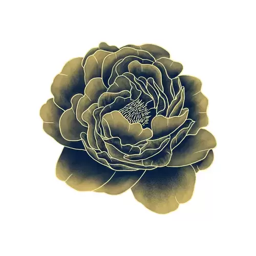 Peony Illustration Material