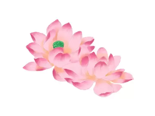 Lotus Illustration Material