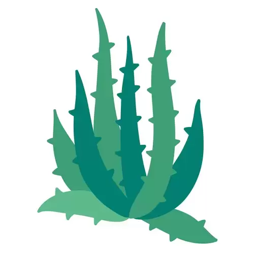 Succulents Illustration Material