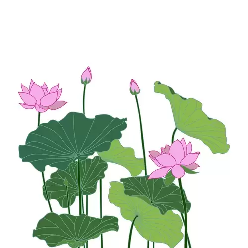 Pink Lotus Illustration Material