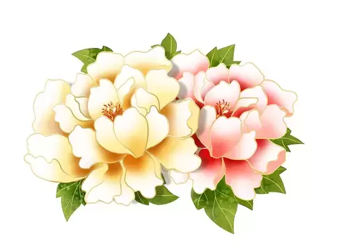 Yellow Peony Illustration Material