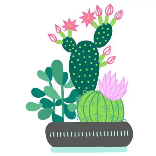 Succulents Illustration Material