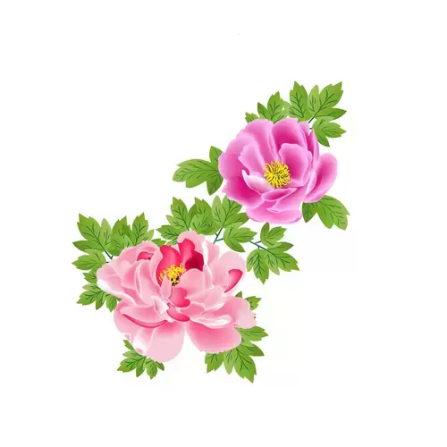 Pink peony Illustration Material