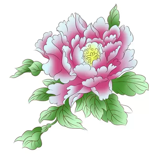 Pink peony Illustration Material