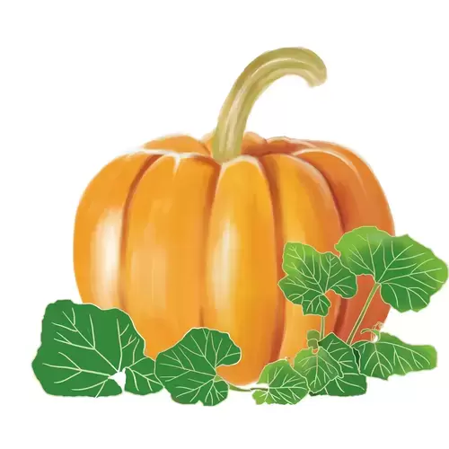 Vegetable,Pumpkin Illustration Material