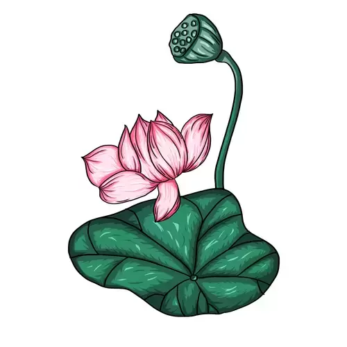 Pink Lotus Illustration Material