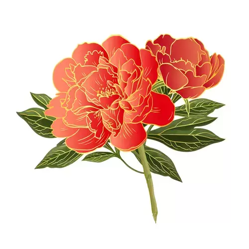 Red Peony Flower Illustration Material