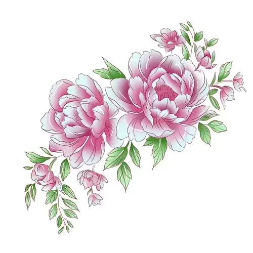 Pink peony Illustration Material