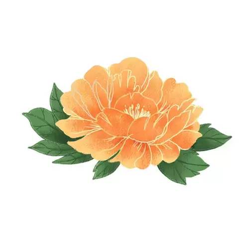 Yellow Peony Illustration Material