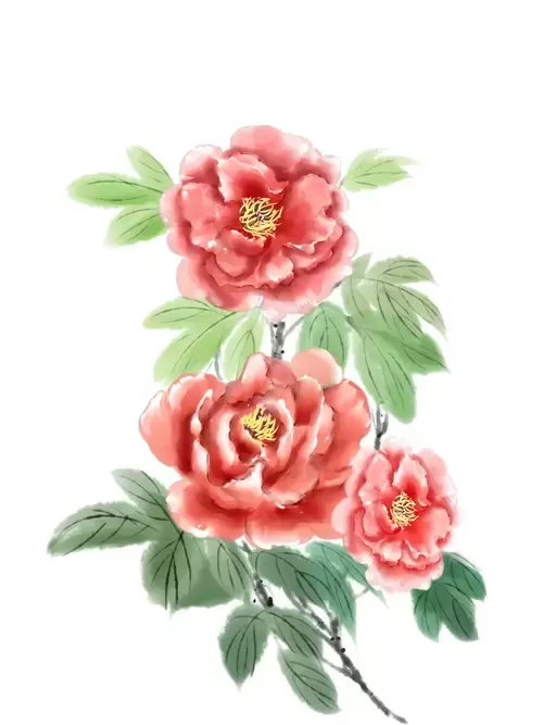 Peony Illustration Material