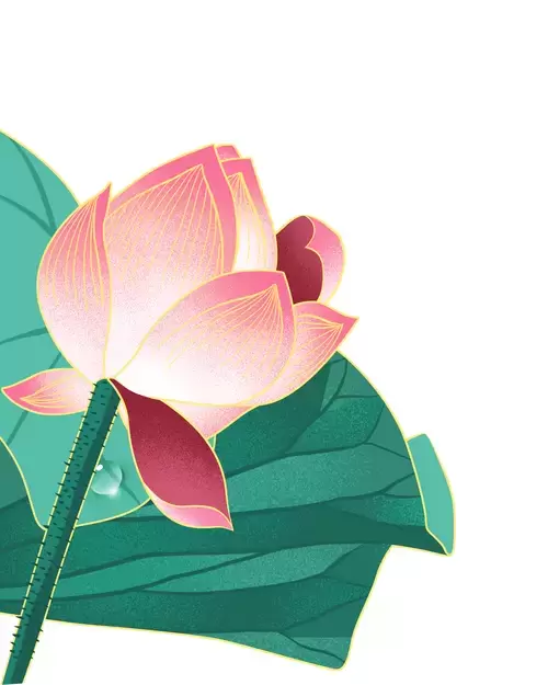 Pink Lotus Illustration Material