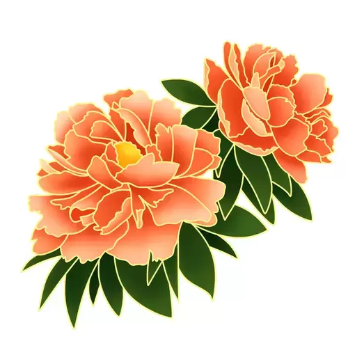 Peony Illustration Material