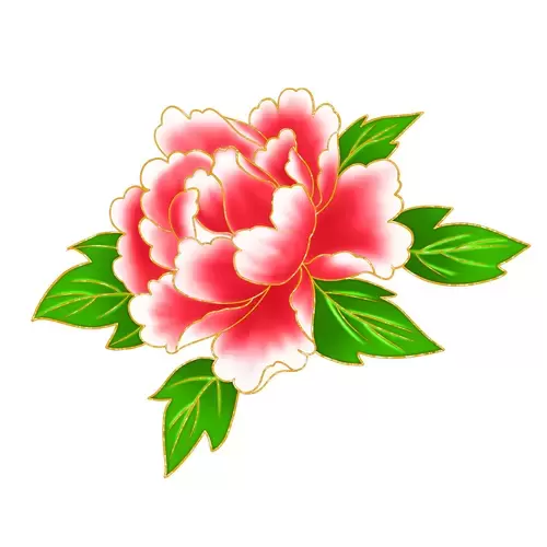 Peony Illustration Material