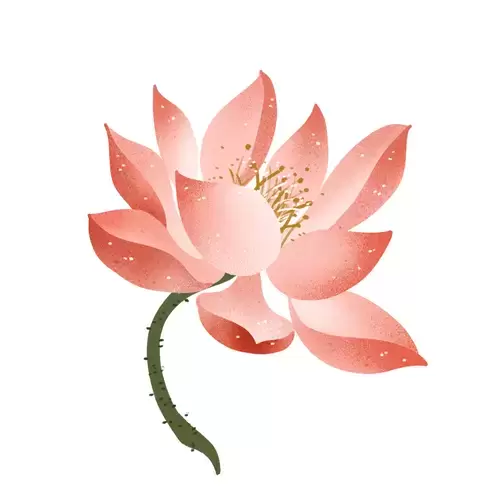 Lotus Illustration Material