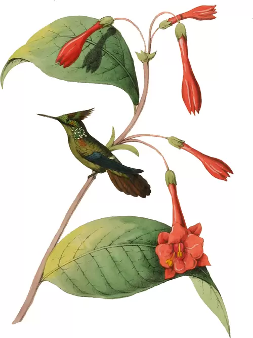 flowers and birds Illustration Material