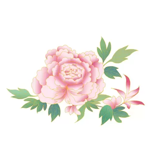 Pink peony Illustration Material