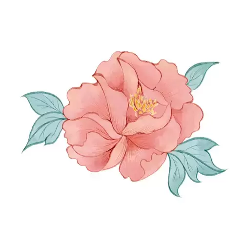 Peony Illustration Material