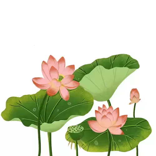 Lotus Illustration Material