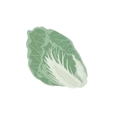 Vegetable,Chinese cabbage Illustration Material