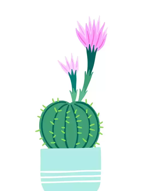 Succulents Illustration Material