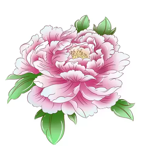 Pink peony Illustration Material