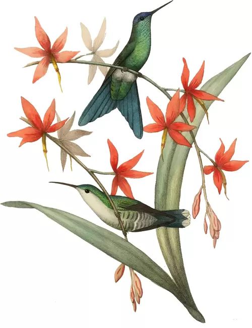 flowers and birds Illustration Material
