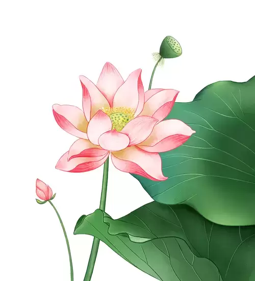 Pink Lotus Illustration Material