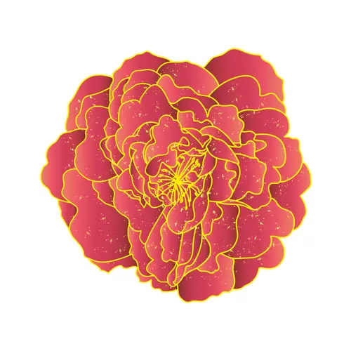 Peony Illustration Material