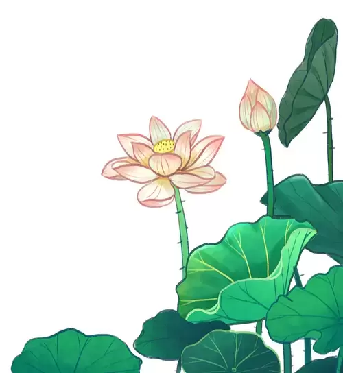 Lotus Illustration Material