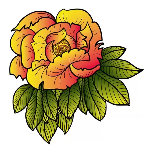 Peony Illustration Material