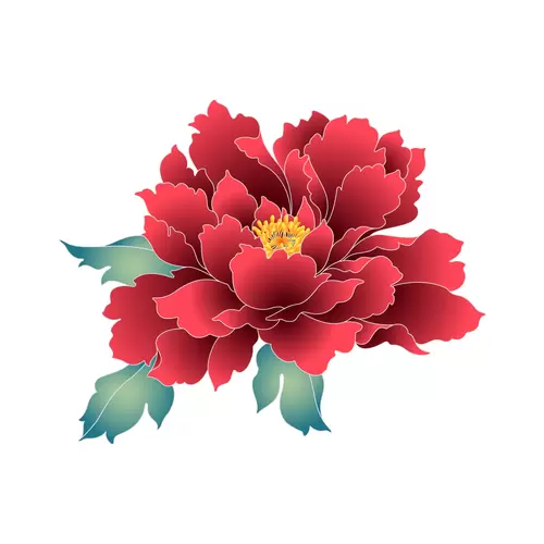 Peony Illustration Material