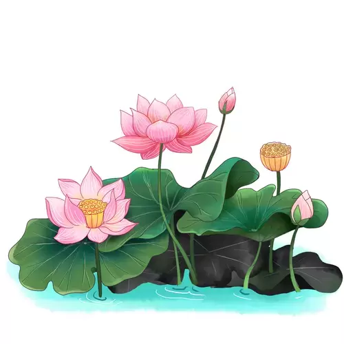 Pink Lotus Illustration Material