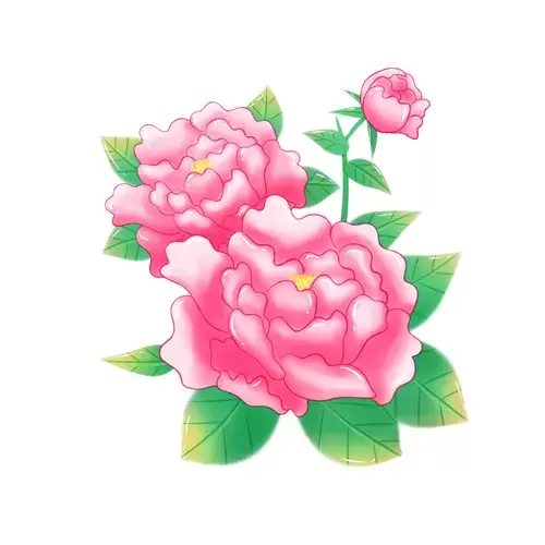 Pink peony Illustration Material