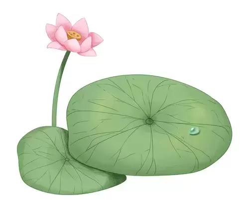 Pink Lotus Illustration Material