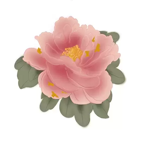 Peony Illustration Material