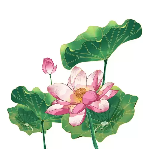 Pink Lotus Illustration Material