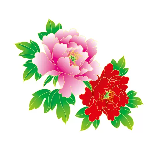 Peony Illustration Material