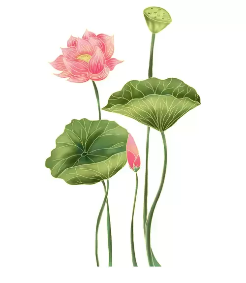 Pink Lotus Illustration Material