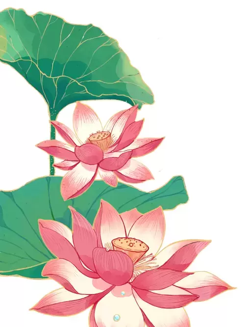 Pink Lotus Illustration Material