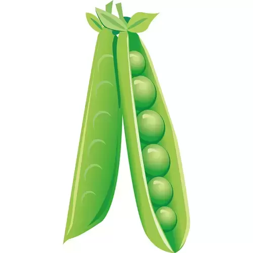 Vegetable,Beans Illustration Material