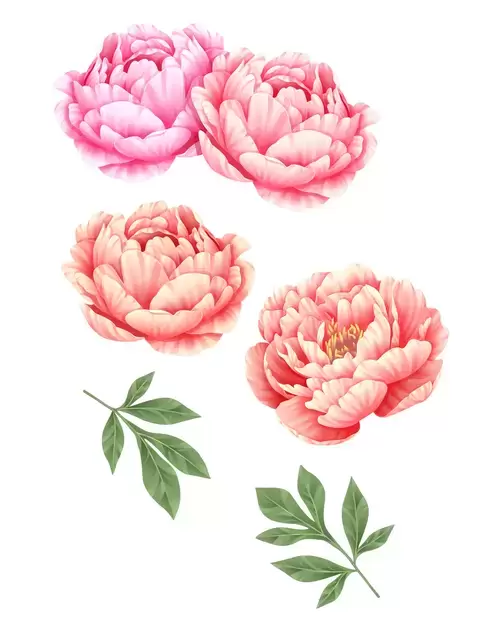 Pink peony Illustration Material